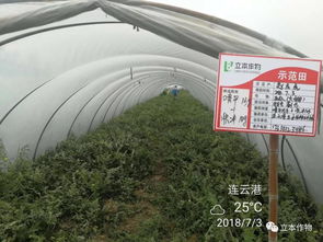 科技潤(rùn)沃土 服務(wù)零距離 立本作物科技的田間推廣實(shí)踐